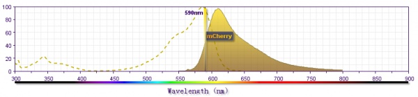 mCherry激發(fā)和發(fā)射光譜