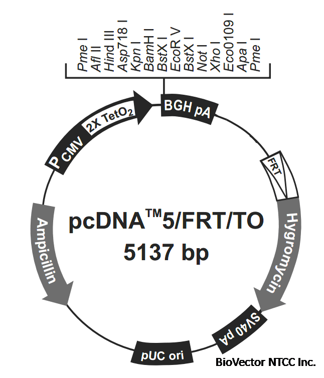 pcDNA5-FRT-TO載體圖譜