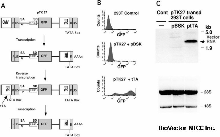 Generation of a Stable Cell Line Producing High-Titer Self-Inactivating  Lentiviral Vectors - ScienceDirect