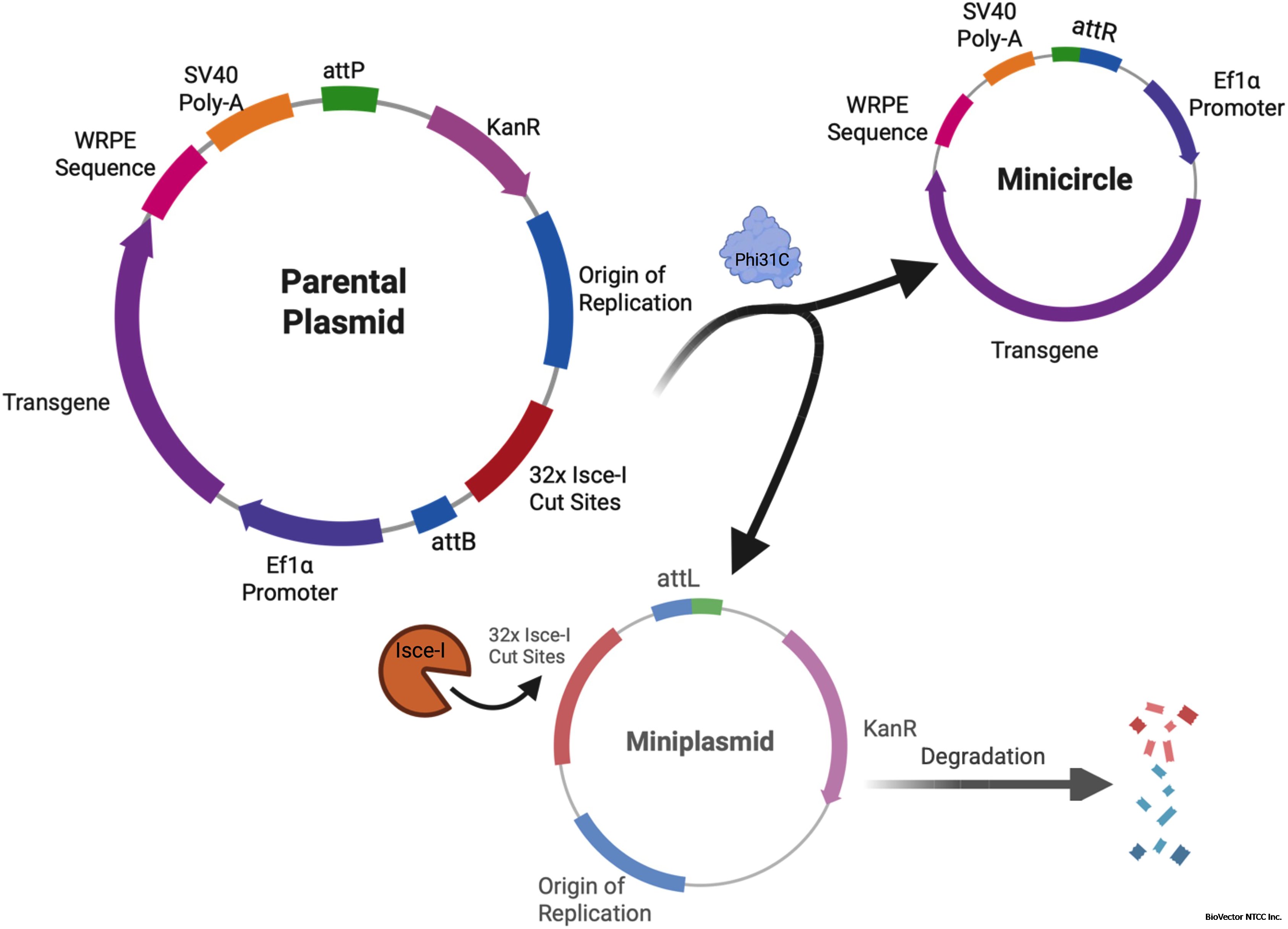 Cell Press:STAR Protocols