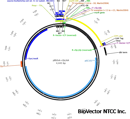 Addgene:PmarA-cfp