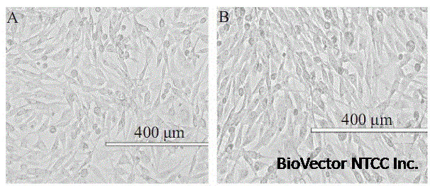 用于培養(yǎng)MDCK細(xì)胞系的培養(yǎng)基及其制備方法與流程