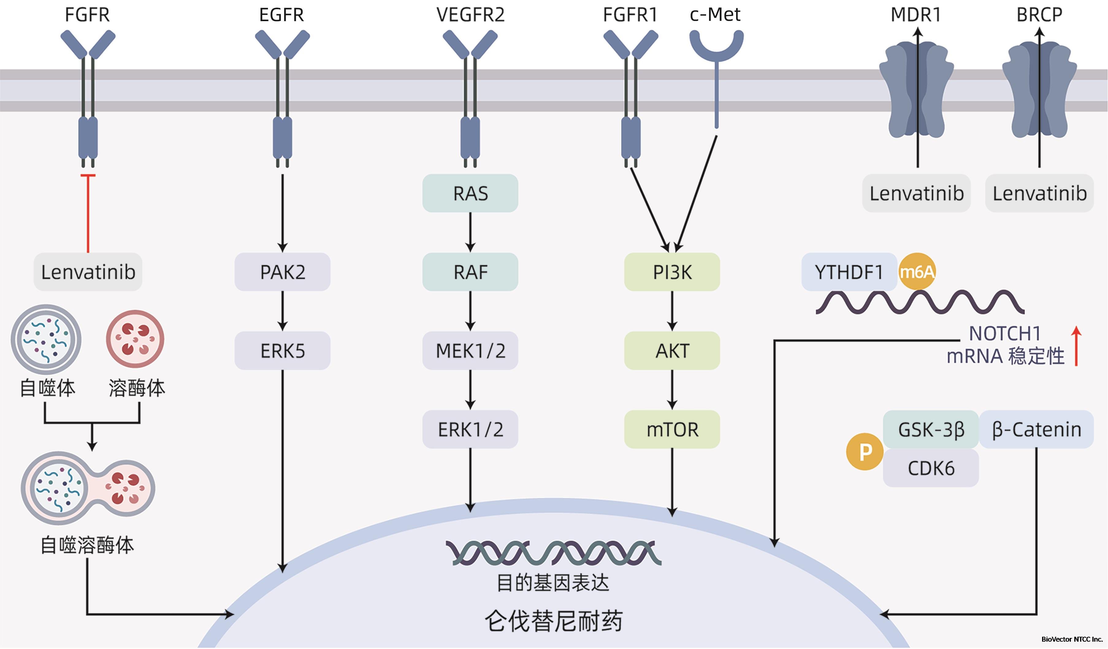 肝細胞癌侖伐替尼耐藥的分子機制