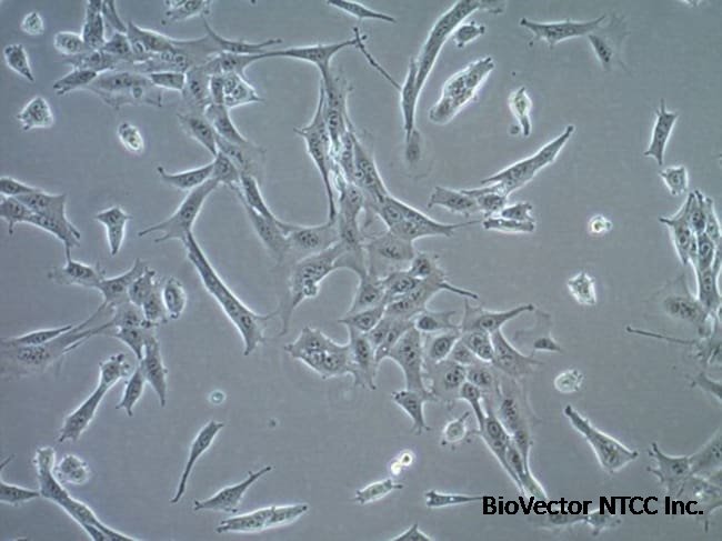 MilliporeSigma BLaER1 Human B-cell Precursor Leukemia Cell Line ≥ 1 x  10<sup>6</sup> cells/vial | Buy Online | MilliporeSigma? | Fisher Scientific