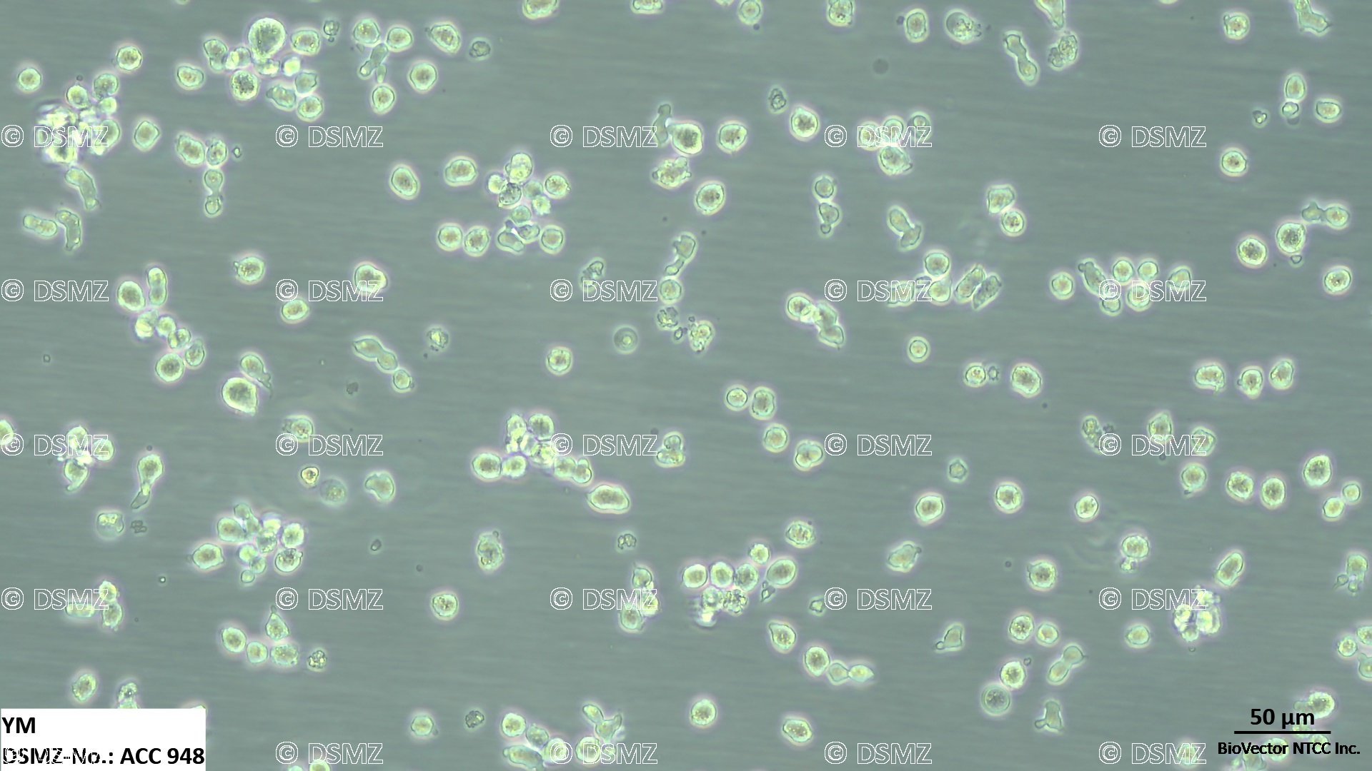 German Collection of Microorganisms and Cell Cultures GmbH:Welcome to the  Leibniz Institute DSMZ | YM